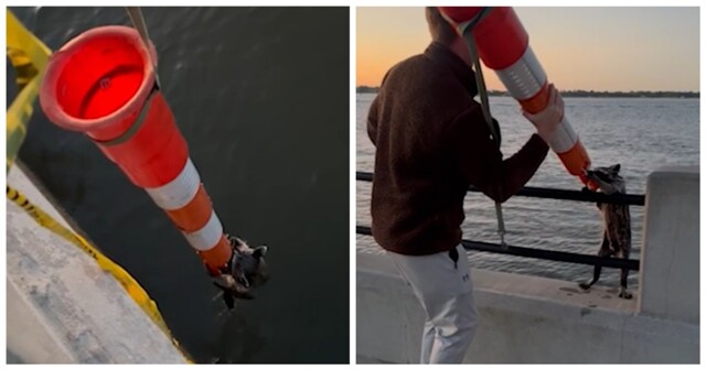 Пара спасла енота с помощью дорожного конуса