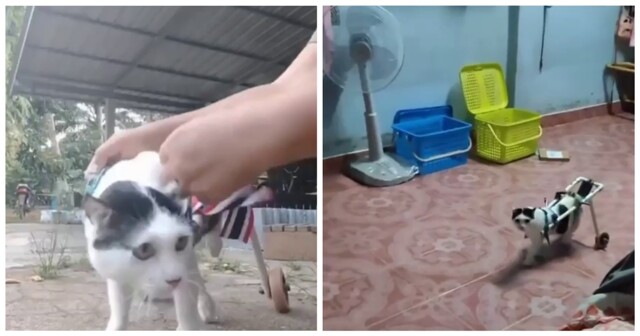 Инвалидная коляска для кота