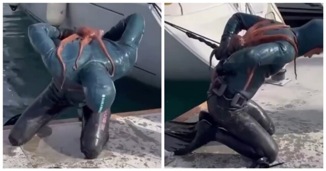 Осьминог напал на дайвера в Турции