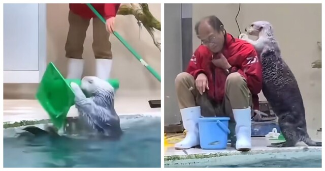 Самая заботливая выдра: помогла убраться и поблагодарила массажем