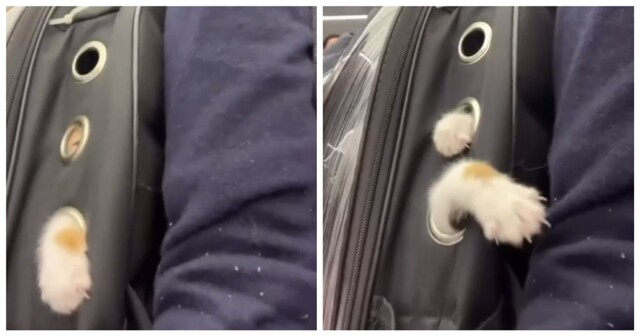 Транспортировка буйного пушистого пассажира