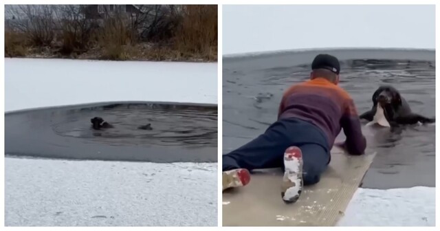 Герой на льду: мужчина вытащил собаку из воды в Тюмени