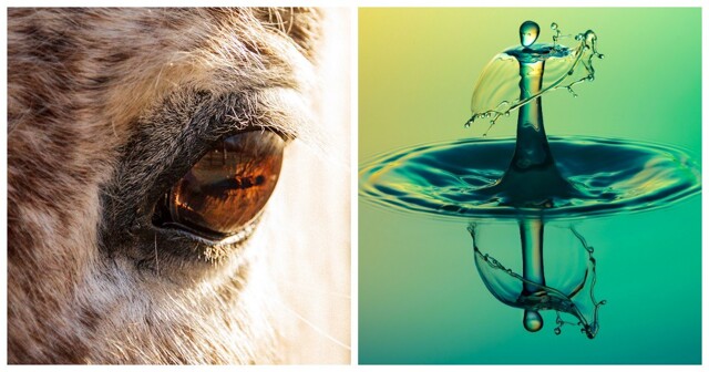 22 снимка, демонстрирующих скрывающуюся в мелочах вселенную