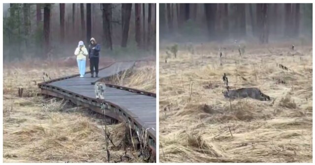 Рысь перекусила во время прогулки