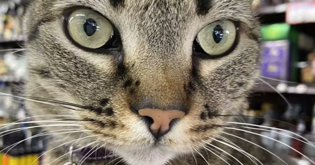 В Китае кошки парализовали работу майнинг-центра