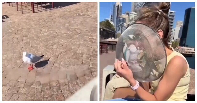 В Австралии показали, как кафе борются с воришками чайками