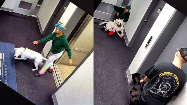 Когда встреча с другой собакой превращается в борьбу за жизнь