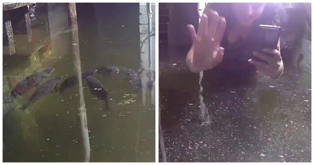 Жительница Кузбасса занялась разведением карпов в затопленном подвале