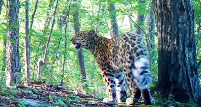 "Леопардовый сурикат" в Приморье