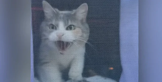 Принял за чужака: кот не узнал хозяйку