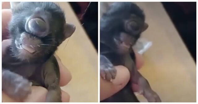 В Бразилии родился котёнок-циклоп