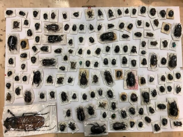 В Москве в посылках обнаружили 200 высушенных жуков стоимостью 1,5 млн рублей