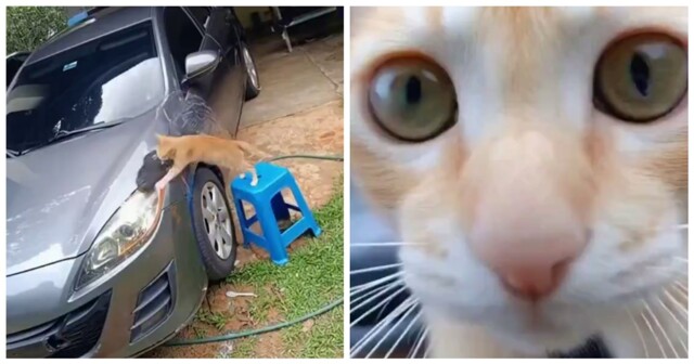 Кошка помыла машину хозяину
