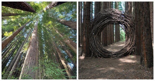 Австралийский лес из калифорнийских секвой с вплетениями магии