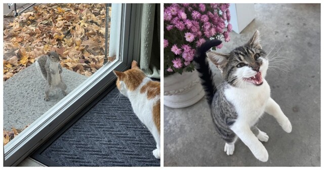 22 ритуала и занятия ноябрьских котиков