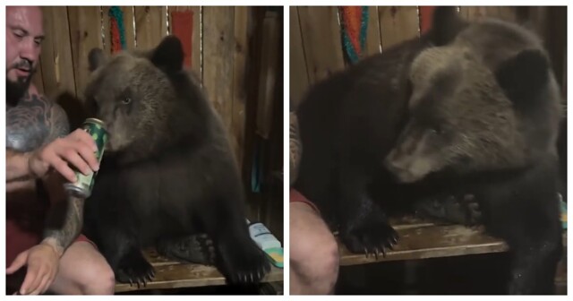 Своя компания: вахтовики парятся с медведем