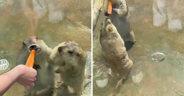 В  зоопарке два сурка устроили нешуточную драку, не поделив морковку
