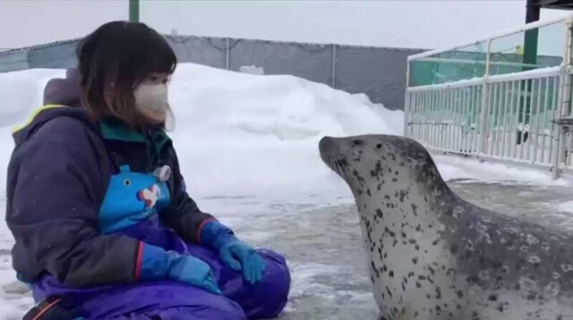 Тюлень синхронизировался со своей смотрительницей