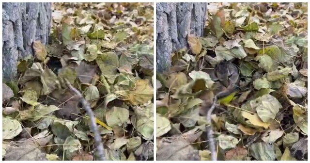 Осеннее настроение