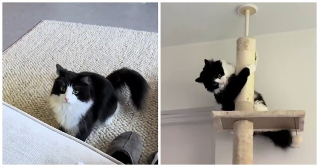 Суетолог в естественной среде обитания