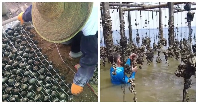 Как выращивают устриц на цементных дисках