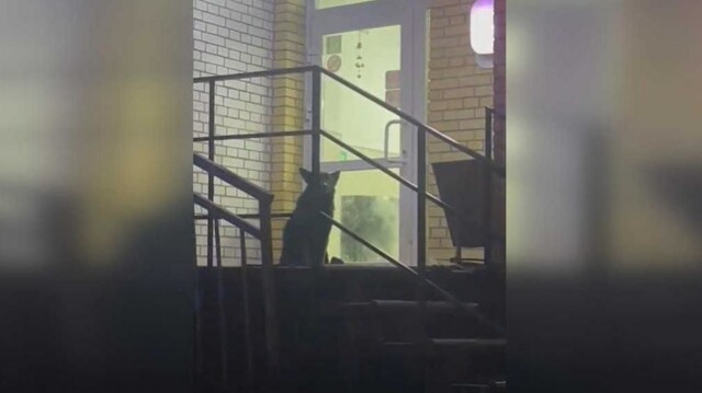 Агрессивная собака почти пять часов осаждала пункт выдачи в Омске