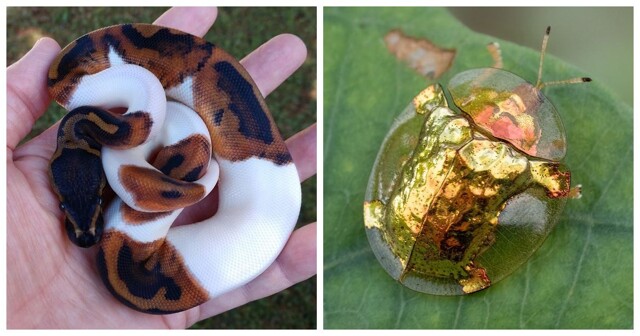 20 примеров нестандартных и аномальных красок природы