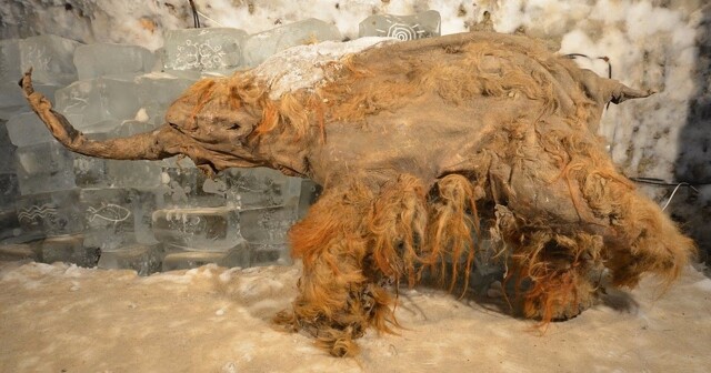 Учёные впервые расшифровали РНК мамонта возрастом 40 тыс. лет