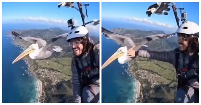 Пеликан присоединился к парапланеристу во время полёта