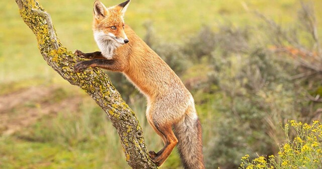 Лисы гораздо удивительнее, чем кажется — вот 31 доказательство