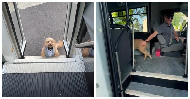 Водитель автобуса для собак: работа мечты