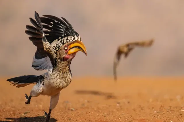 Стыдливый слон и танцующие лемуры: посмотрите на самые смешные фото животных 2025 года!