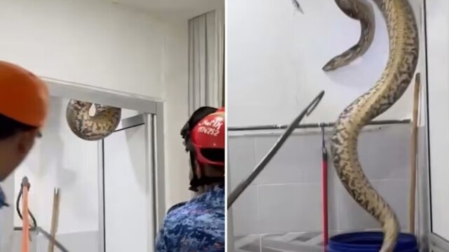 Крупную змею поймали в доме учительницы