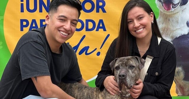 Пожилая собака обрела дом спустя шесть лет после того, как пережила нападение с мачете