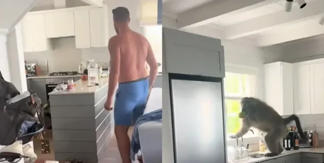 В Южной Африке бабуин пробрался в квартиру туристов и устроил фруктовый пир