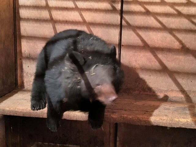 В Приморье гималайский медведь пришёл в одну из местных школ