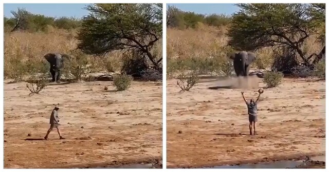 Мужчина остановил несущегося слона неожиданным жестом