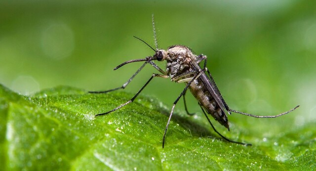 Фотограф заснял, как комар кусает змею