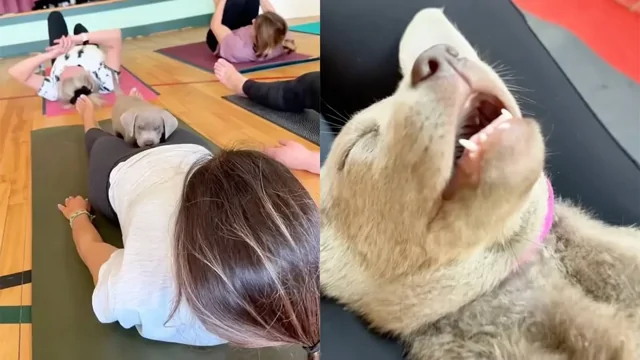Йога со щенками: когда дзен получают и люди, и собаки