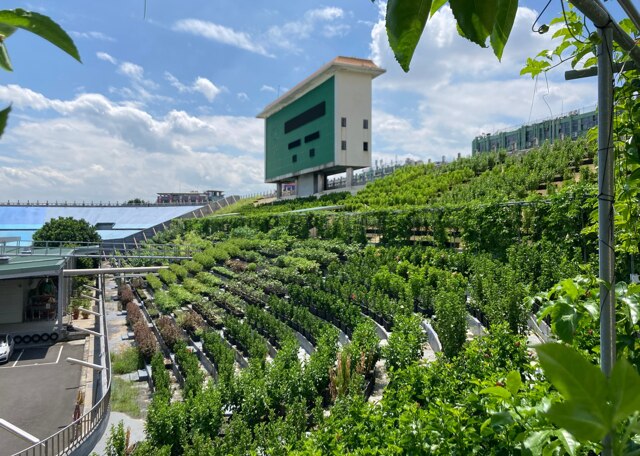 Вторая жизнь старого стадиона