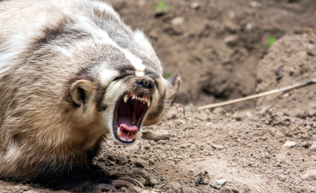 Американский барсук: неадекватный и злой