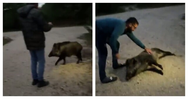 Дружелюбный и ласковый зверь