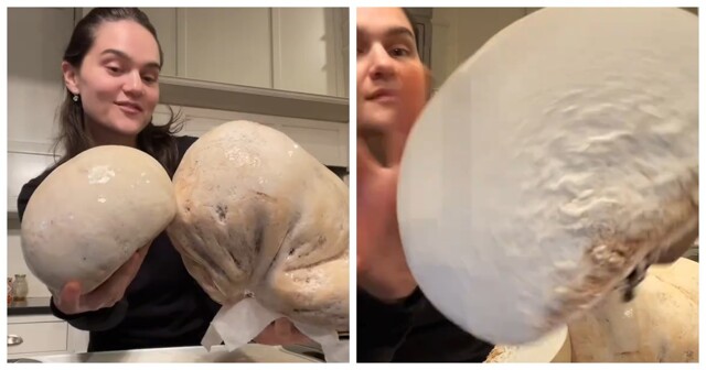 Редкий деликатес: гигантский головач и его необычные свойства