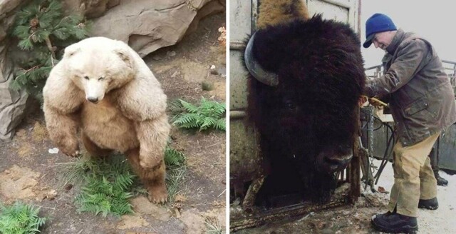 25+ фотографий реальных предметов и живых организмов нестандартно огромных размеров