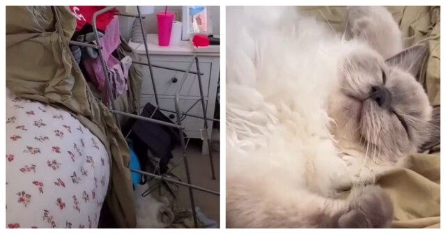 Кот уснул на месте преступления