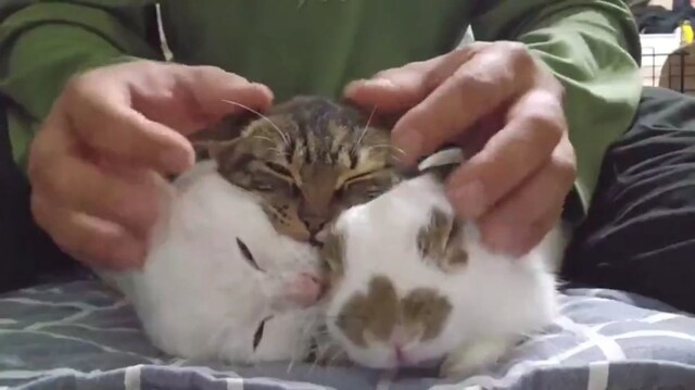 Пушистый самозванец