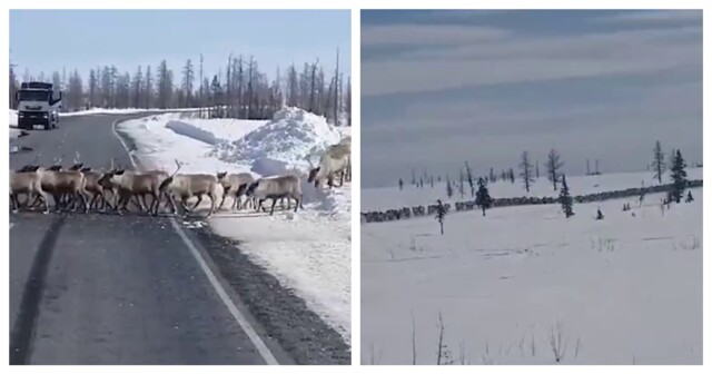 Стадо оленей перекрыло дорогу на Камчатке