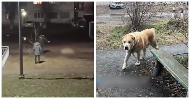 В Сухом Логу полицейский застрелил агрессивного алабая и стал жертвой травли зоозащитников