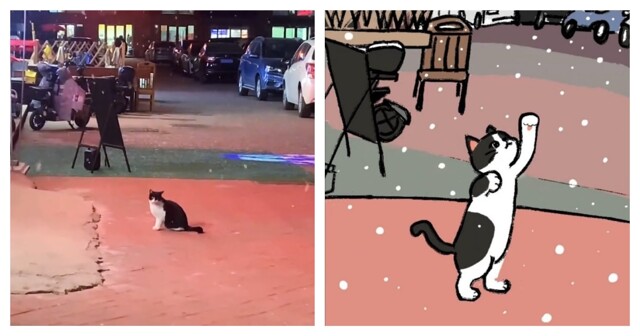 Кот впервые увидел снег