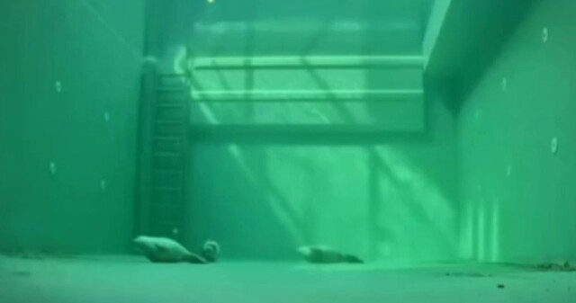 Как тюлени спят под водой